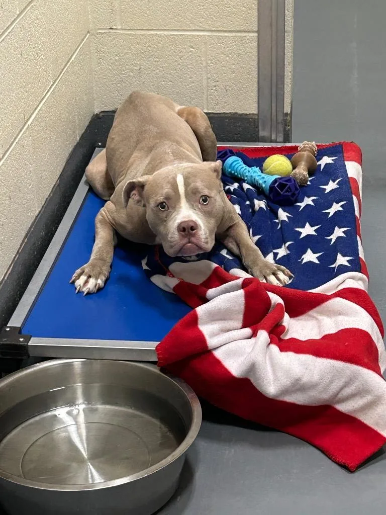 A young medium-sized female Pit Bull Terrier dog named Cashew for adoption in Johnson City, TN