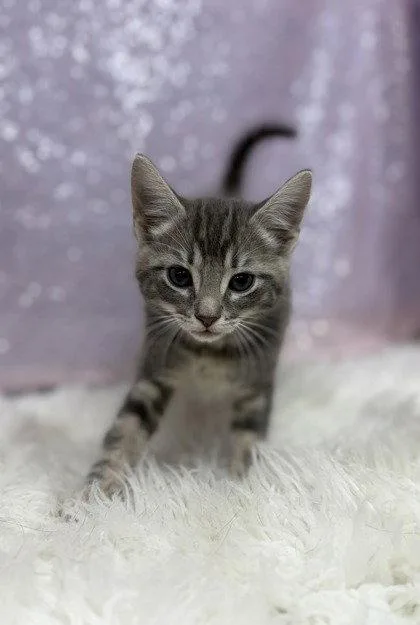 A young medium-sized female Domestic Short Hair cat named Moxie for adoption in Clarkesville, GA