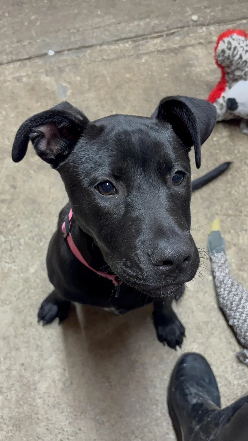 A baby large-sized female Black Pit Bull Terrier dog named Barley for adoption in Grafton, WV