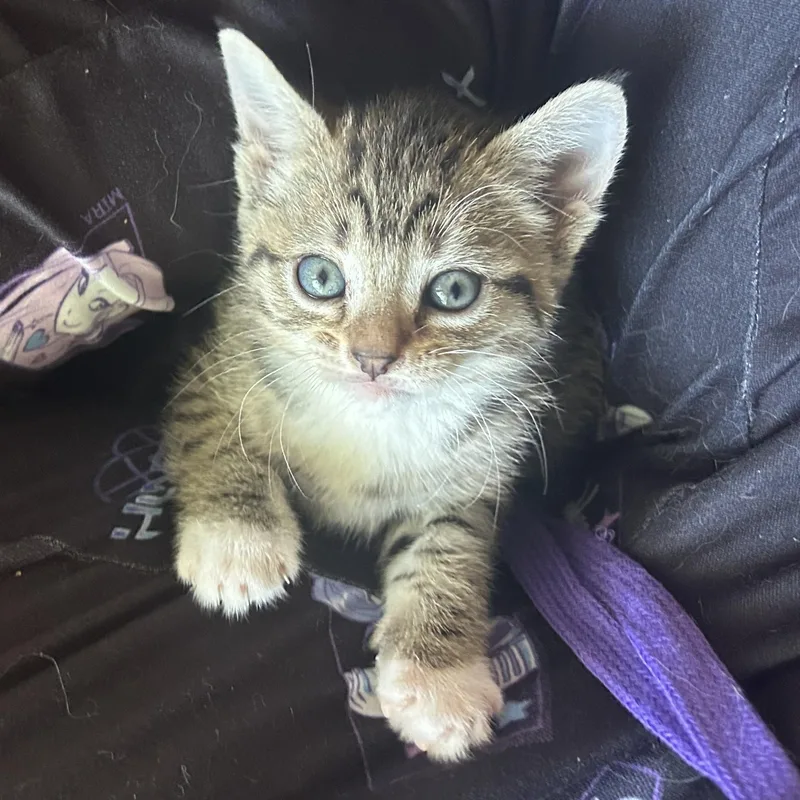 A baby small-sized female Tabby (Buff / Tan / Fawn) American Shorthair cat named Fern for adoption in Lilburn, GA