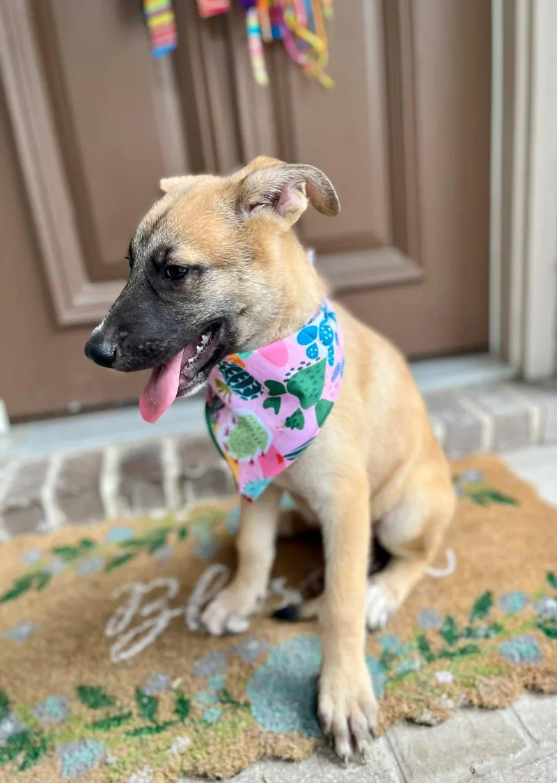 A baby medium-sized female Sable Belgian Shepherd / Malinois dog named Bonnie for adoption in San Antonio, TX