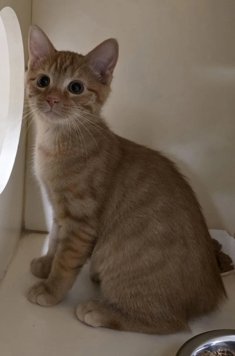 A baby medium-sized male Orange / Red Domestic Short Hair cat named Rusty for adoption in Lancaster, PA