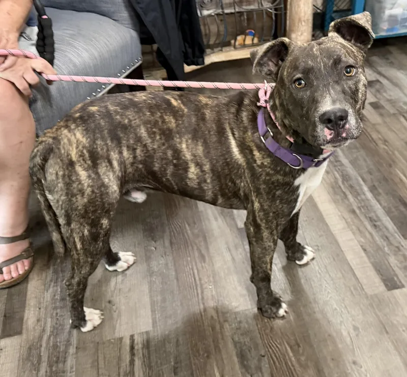 A baby medium-sized male Mountain Cur dog named Enzo for adoption in Andover, MA
