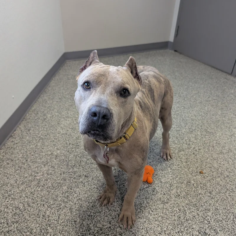 An adult large-sized female Brindle Pit Bull Terrier dog named Roux for adoption in Detroit, MI