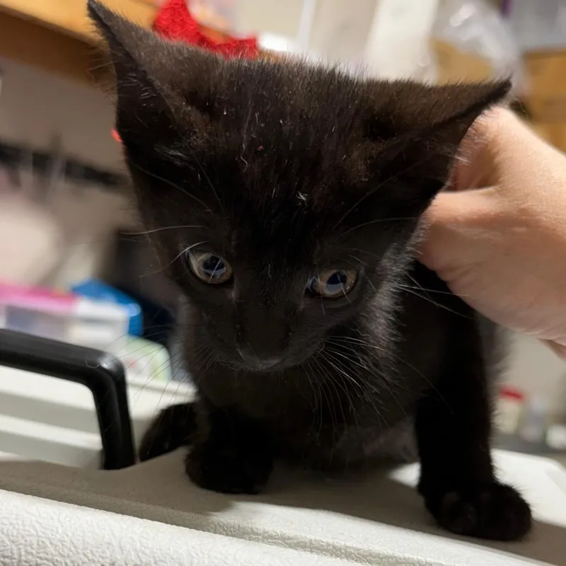 A baby small-sized male Black Domestic Short Hair cat named Bahgeera for adoption in Milton, FL