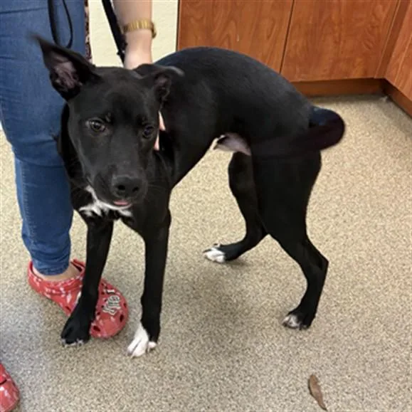 A young medium-sized male Labrador Retriever dog named Dio for adoption in Fort Myers, FL