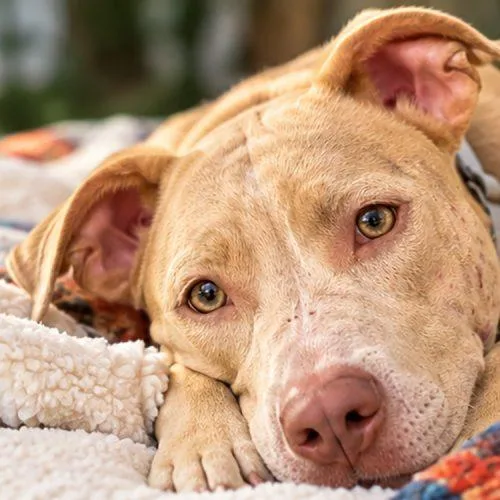 A young large-sized female American Staffordshire Terrier dog named Bella for adoption in Minneapolis, MN