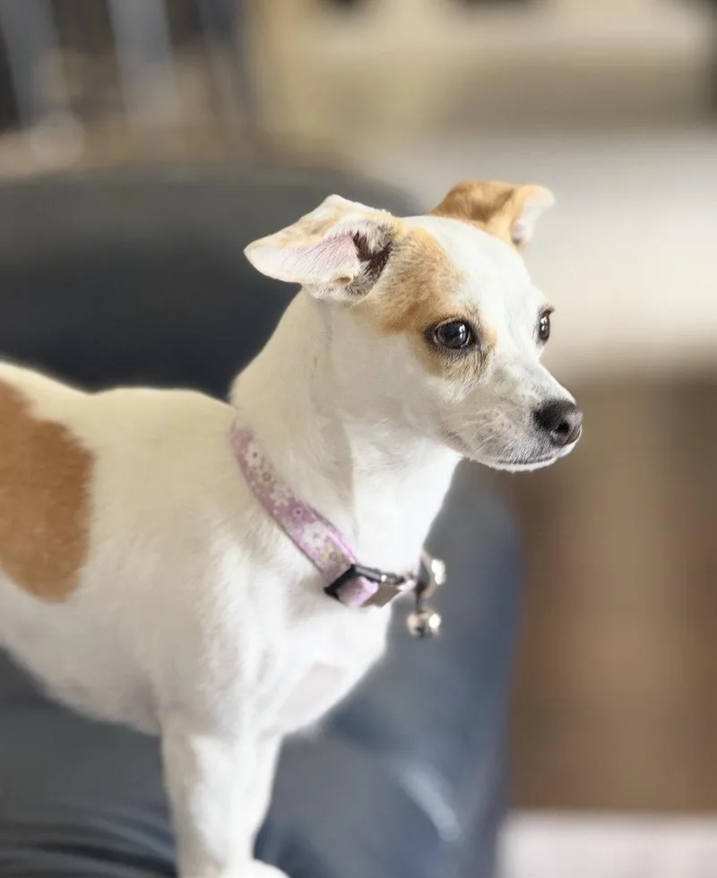 A young small-sized female Chihuahua dog named Bess for adoption in Brookshire, TX