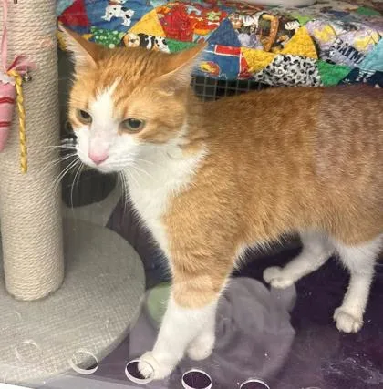 An adult medium-sized male Orange / Red Domestic Short Hair cat named Conrad for adoption in Kansas City, MO
