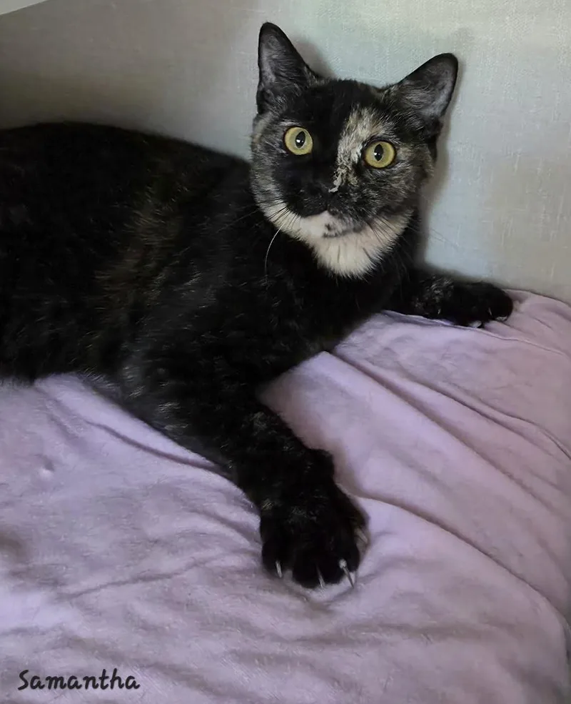 A young medium-sized female Tortoiseshell Domestic Short Hair cat named Samantha for adoption in Key Largo, FL