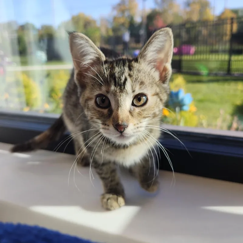 A baby small-sized female Brown / Chocolate Domestic Short Hair cat named Donut for adoption in Fort Wayne, IN