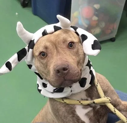 A young medium-sized female Mixed Breed dog named Donna Tello for adoption in Westland, MI