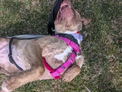 Donna Tello thumbnail 2