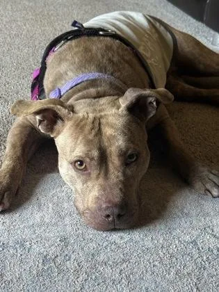 Donna Tello thumbnail 3