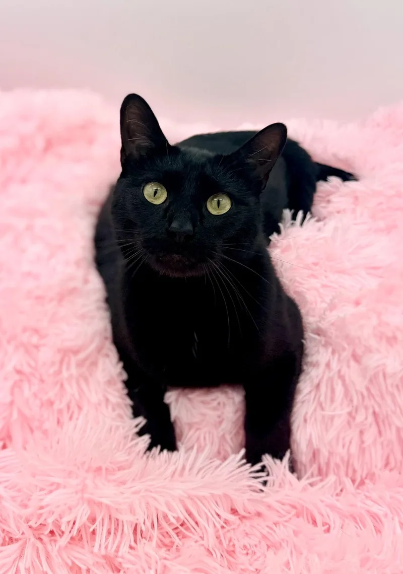 A young medium-sized male Black Domestic Short Hair cat named Cornelius Jay Hawkins for adoption in Covington, LA