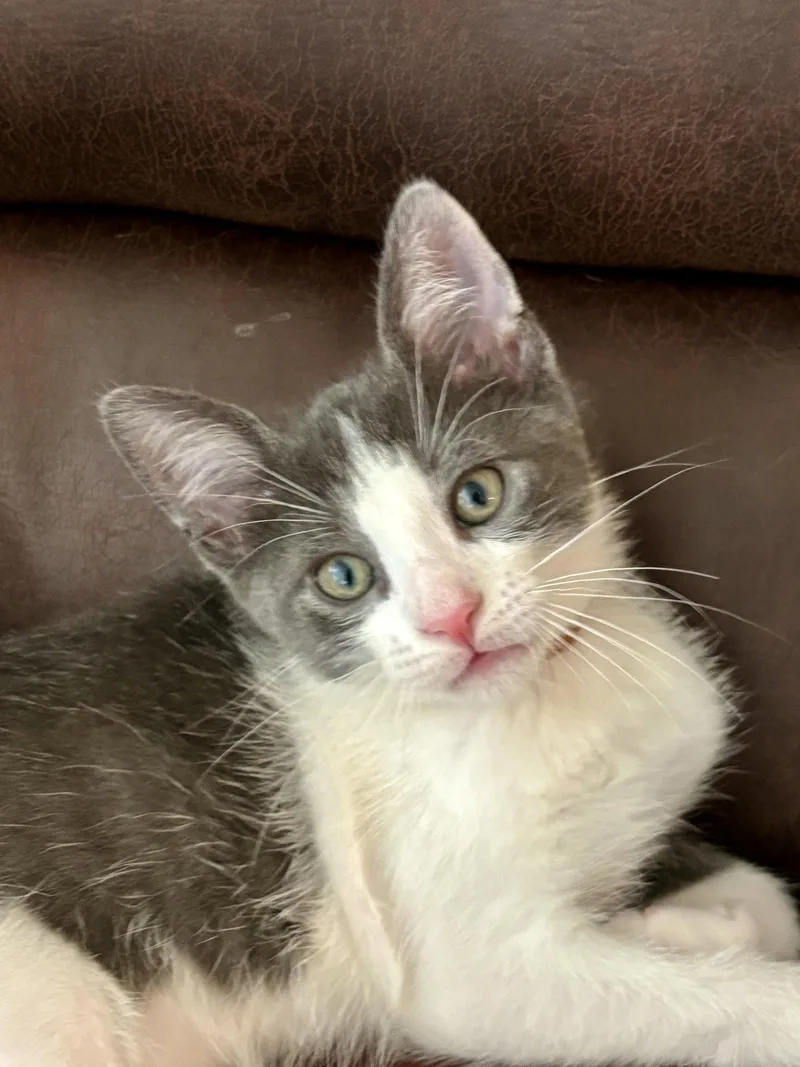 A baby medium-sized male Gray & White Domestic Short Hair cat named Marconi for adoption in Trenton, NJ