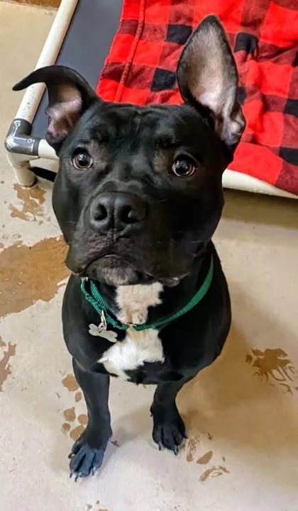 A young large-sized male Pit Bull Terrier dog named Tucker for adoption in Burlington, WA