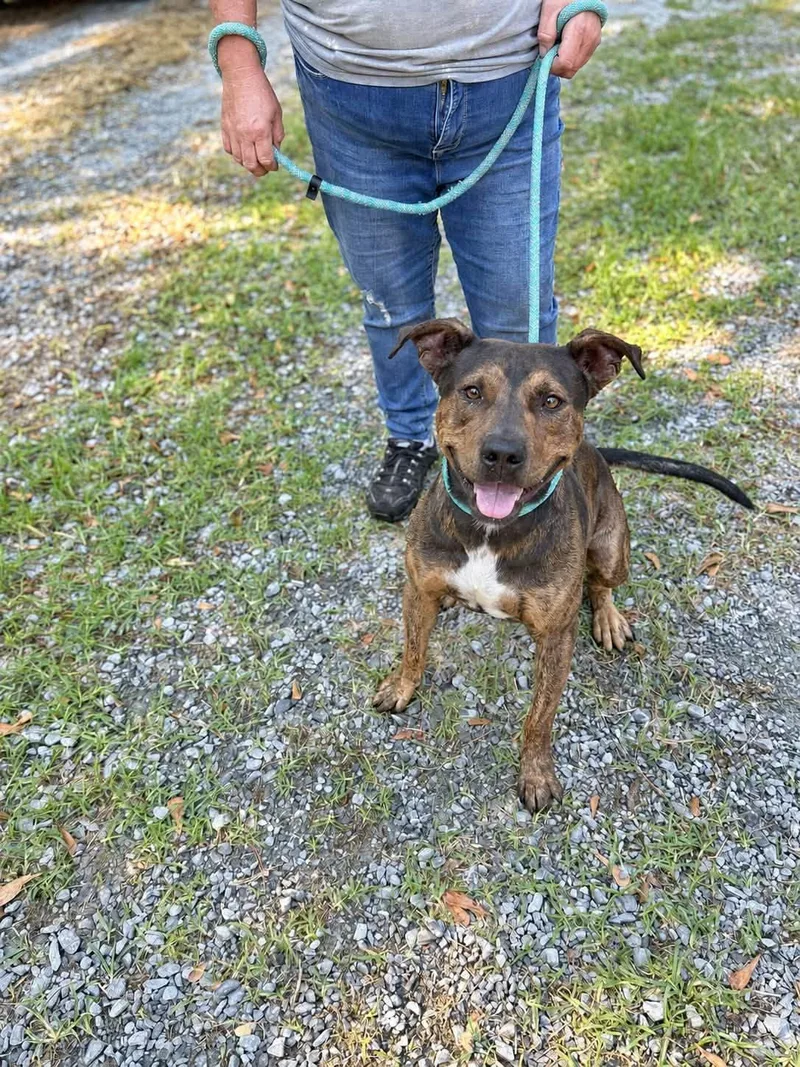 An adult large-sized male American Staffordshire Terrier dog named Tank for adoption in Elizabethtown, NC