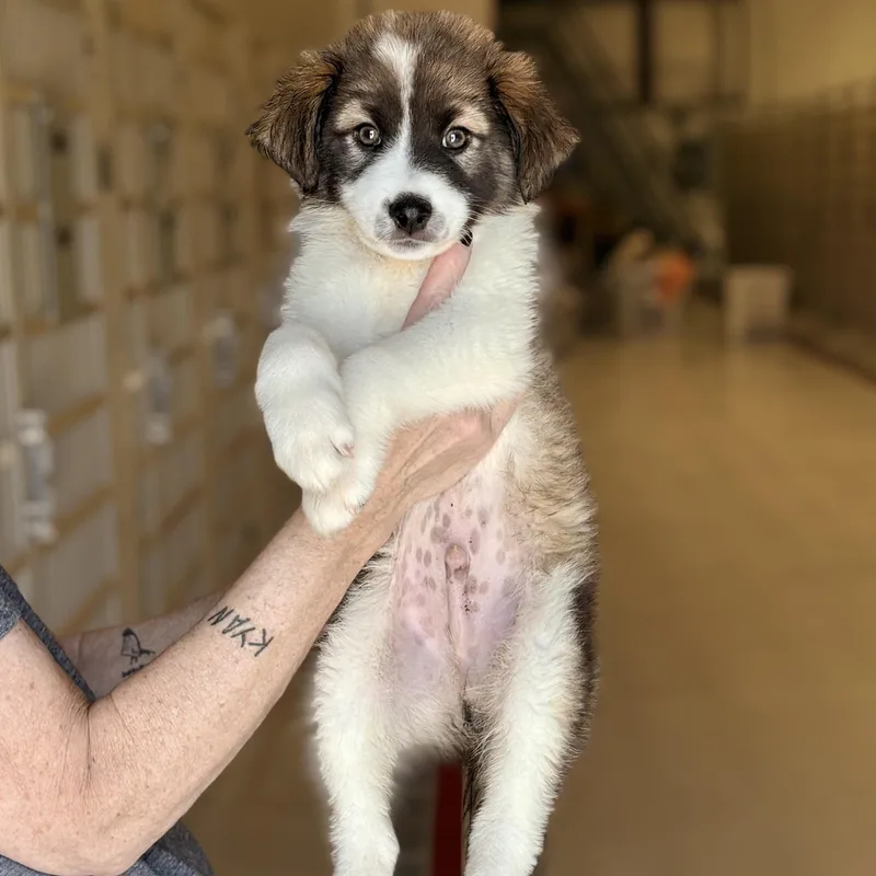 A baby medium-sized male Collie dog named Lawrence for adoption in Chicago, IL