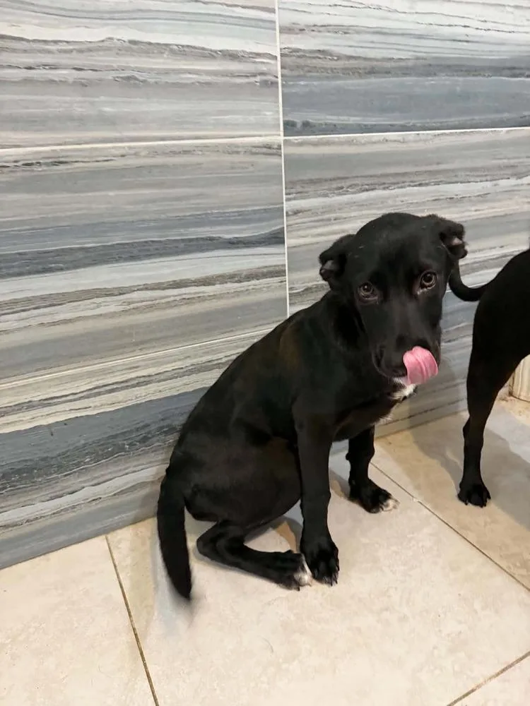 A baby large-sized male Black Labrador Retriever dog named Queso for adoption in Deltona, FL