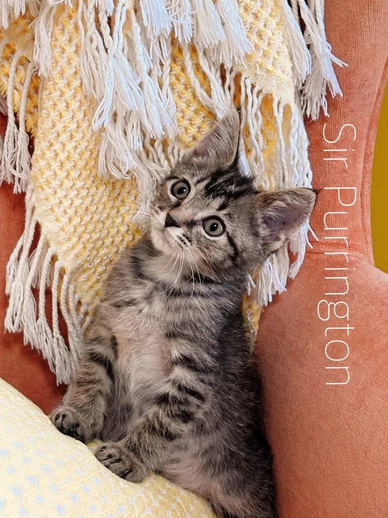 A baby medium-sized male Domestic Short Hair cat named Sir Purrington for adoption in Johnson City, TN