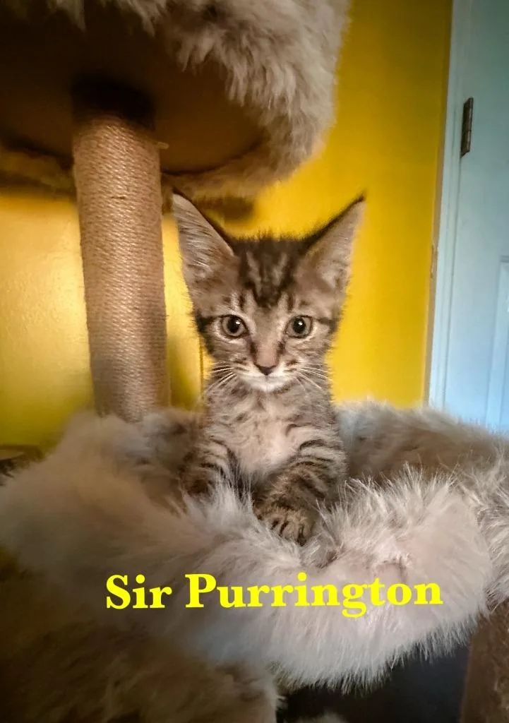 Sir Purrington thumbnail 2