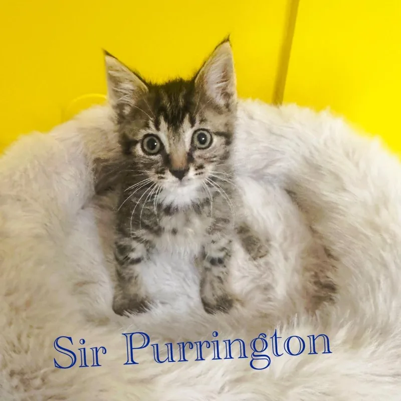 Sir Purrington thumbnail 4