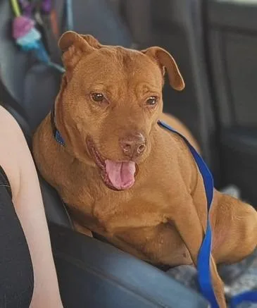 An adult large-sized female Labrador Retriever dog named Sydney $ for adoption in Milwaukee, WI