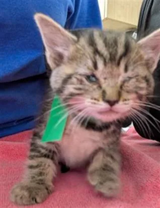 A baby medium-sized female Domestic Short Hair cat named Jj Jereau for adoption in Camarillo, CA
