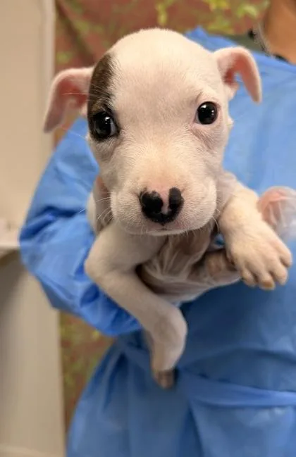 A young small-sized female American Staffordshire Terrier dog named Sprint for adoption in San Antonio, TX