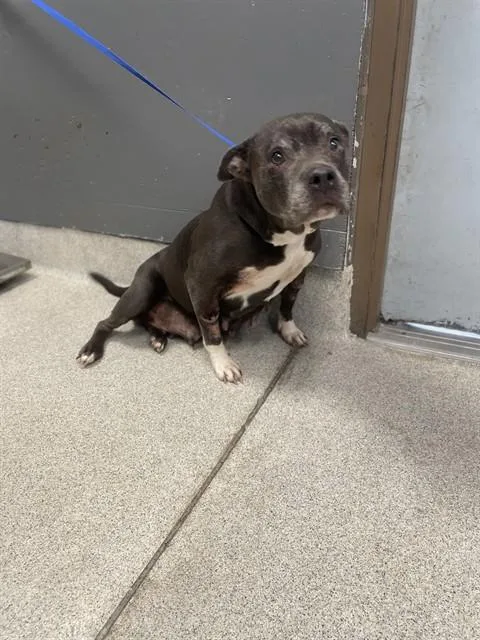 A senior medium-sized female American Staffordshire Terrier dog named Kookie for adoption in Tallahassee, FL