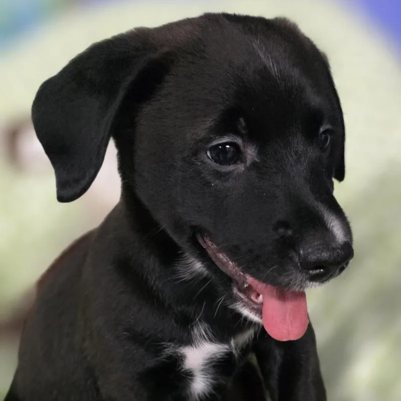 A baby small-sized male Black Mixed Breed dog named Copper Michael for adoption in Hamilton, GA