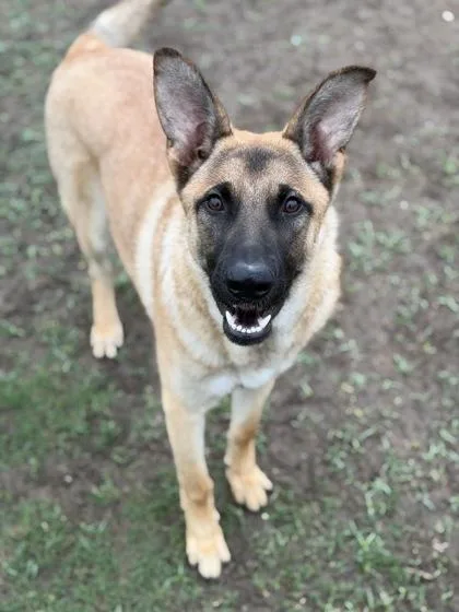 A young medium-sized male German Shepherd Dog dog named Mason for adoption in Irving, TX