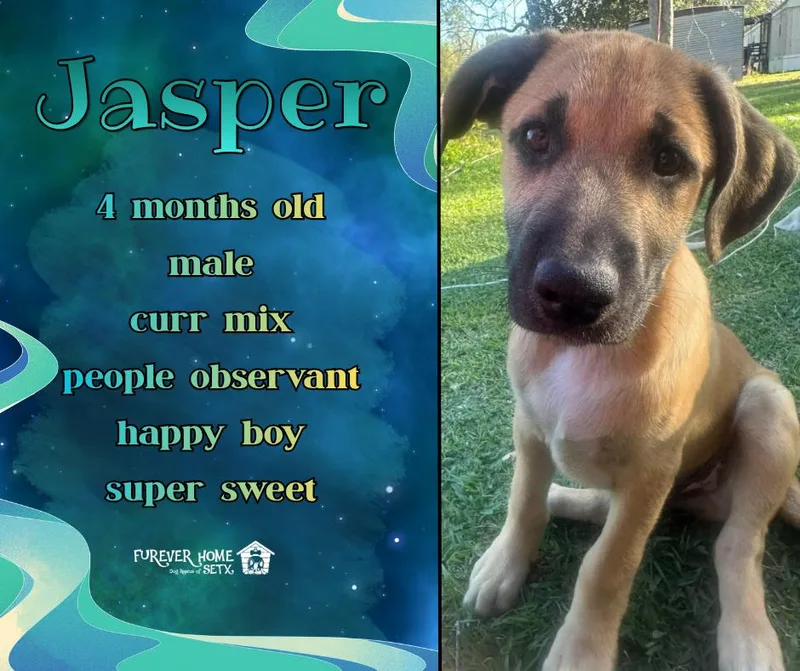A baby medium-sized male Black Mouth Cur dog named Jasper for adoption in Lumberton, TX