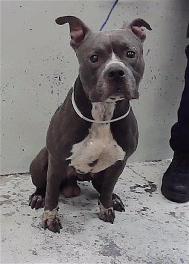 A young large-sized male Staffordshire Bull Terrier dog named Blue for adoption in Houston, TX