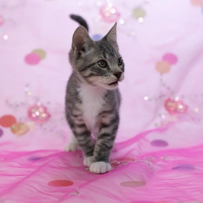 A baby small-sized female Gray / Blue / Silver Domestic Short Hair cat named LimeC for adoption in East Saint Louis, IL