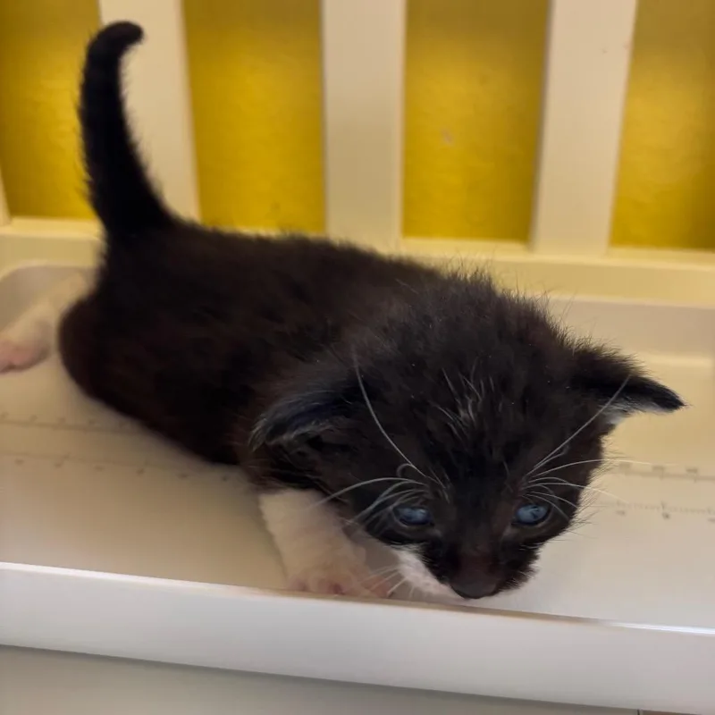 A baby small-sized male Domestic Short Hair cat named Scallywag for adoption in Corpus Christi, TX