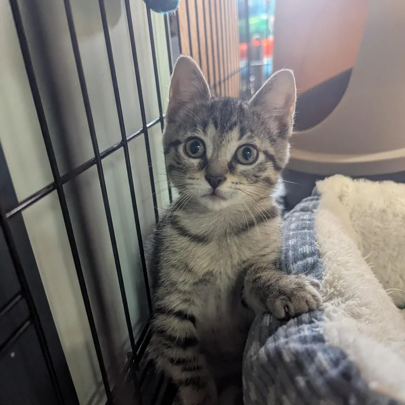 A baby medium-sized female Tabby (Gray / Blue / Silver) Domestic Short Hair cat named Haven for adoption in Valley Center, KS