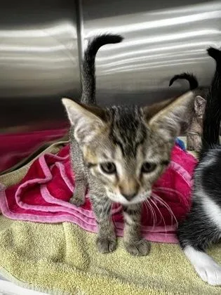 A baby small-sized male Domestic Short Hair cat named Cider for adoption in Westland, MI