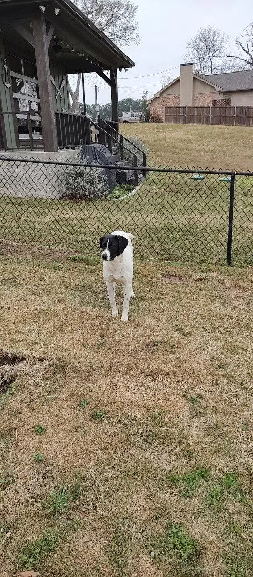 A young large-sized female Pointer dog named Dee for adoption in Gun Barrel City, TX