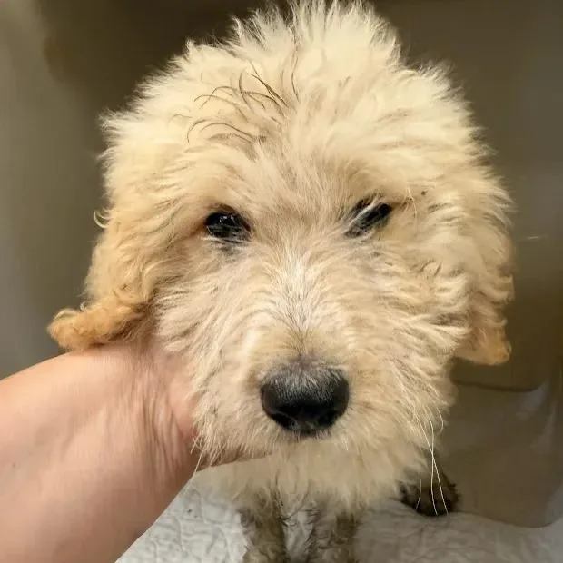 A baby medium-sized female Golden Retriever dog named Blossom for adoption in East Saint Louis, IL