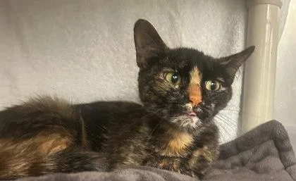 A young small-sized female Domestic Short Hair cat named Ginger for adoption in Munster, IN