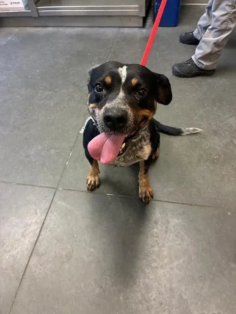 An adult medium-sized female Australian Cattle Dog / Blue Heeler dog named Sally for adoption in Santa Cruz, CA