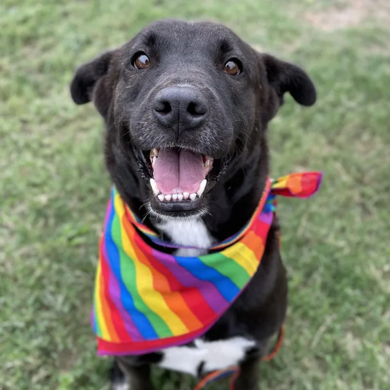 An adult medium-sized female Black Labrador Retriever dog named Pudding for adoption in Edinburg, TX