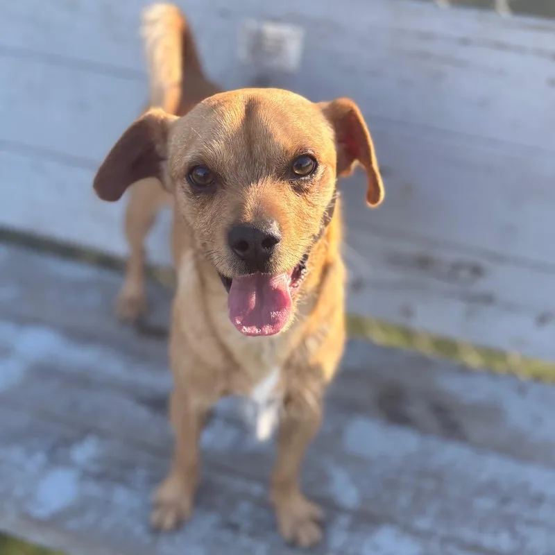 Brunoscrappy A thumbnail 3