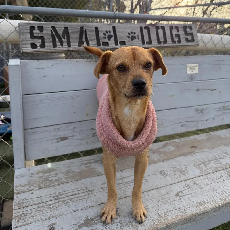 Brunoscrappy A thumbnail 4