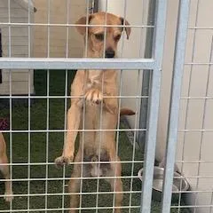 Brunoscrappy A thumbnail 5