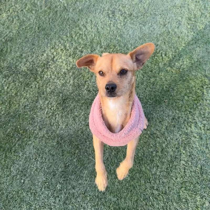 Brunoscrappy A thumbnail 6