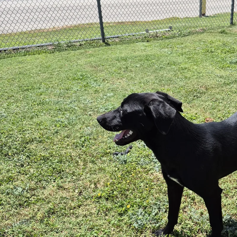 An adult medium-sized female Labrador Retriever dog named Nicasia for adoption in Schertz, TX
