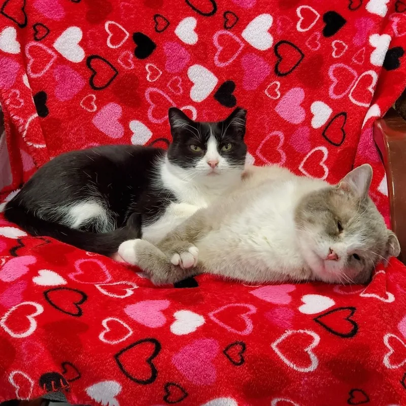 A senior small-sized female Black Domestic Short Hair cat named Tiny Panda for adoption in Sheridan, WY